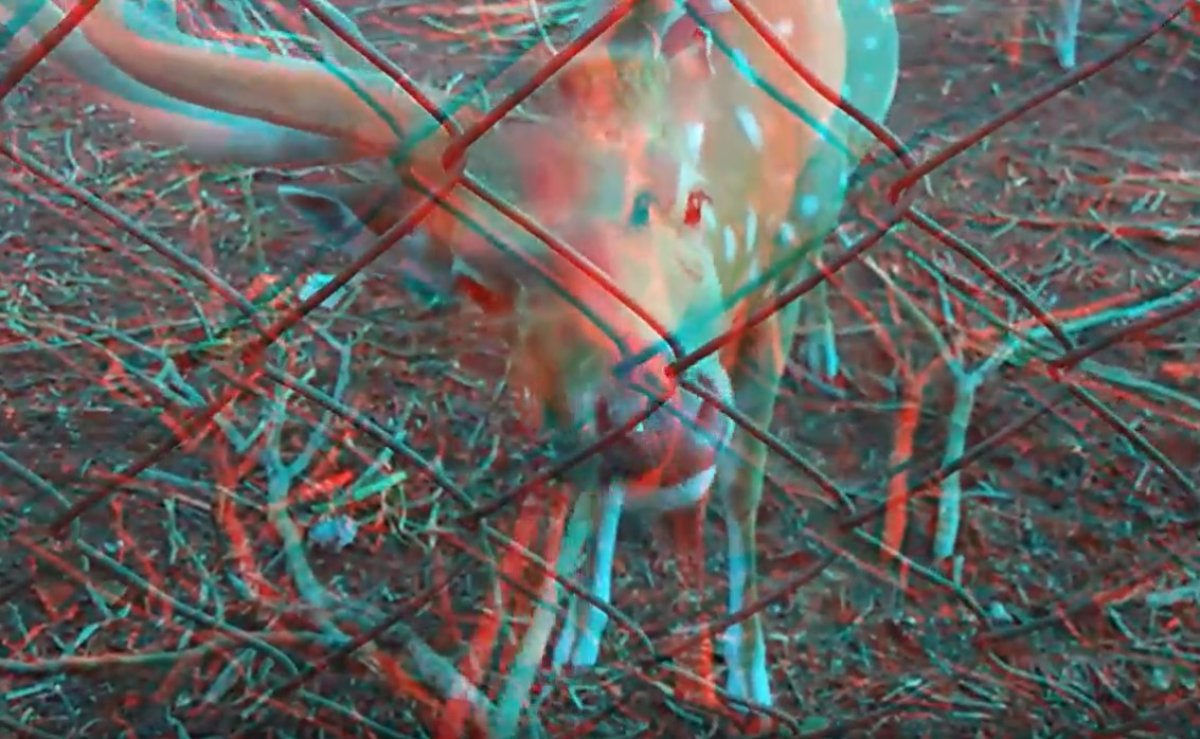 סרטונים ב-3D - טבע אמיתי מול העיניים