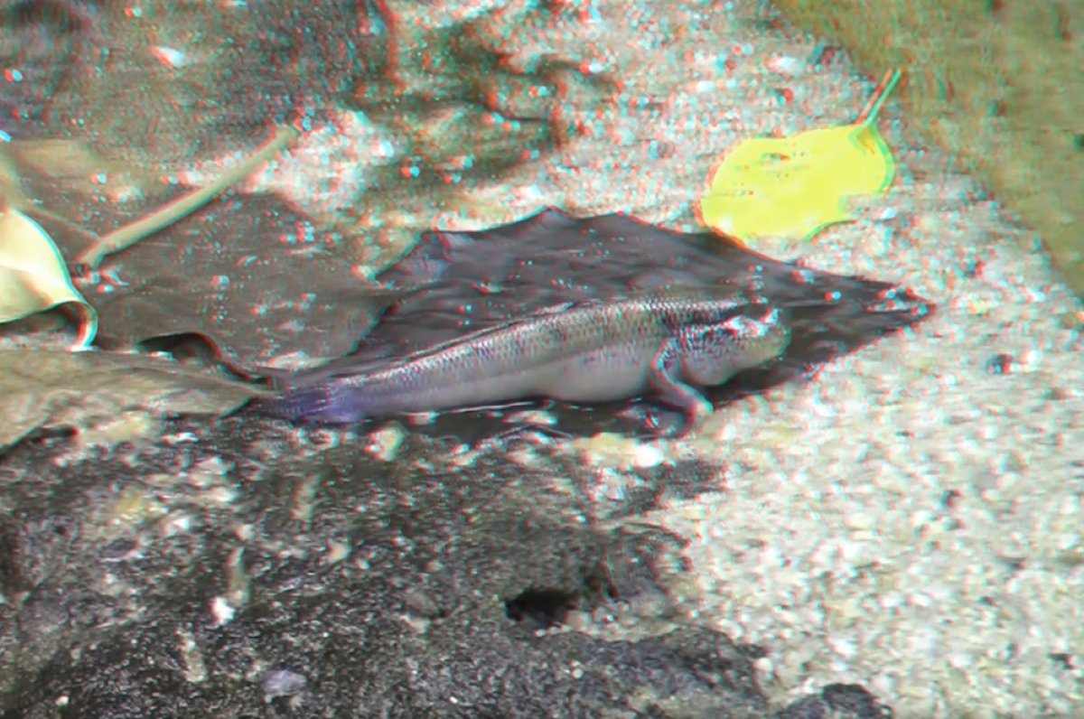 סרטונים ב-3D - בואו לצפות בדג הזה יוצא מהמים ומשוטט להנאתו