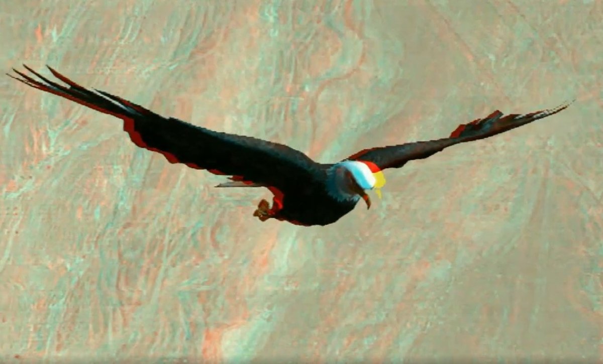 סרטונים ב-3D - עוף דורס ממש מול העיניים