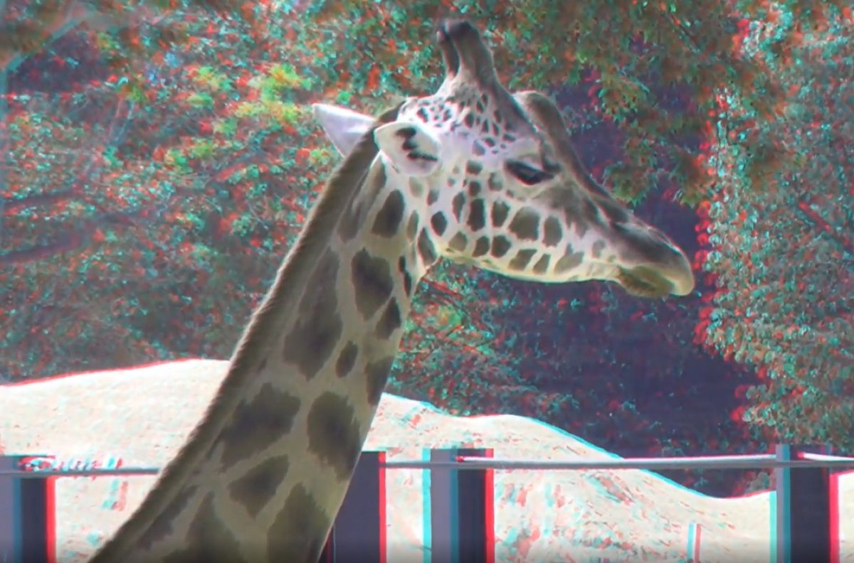 סרטונים ב-3D - בואו לבקר את הג'ירפה