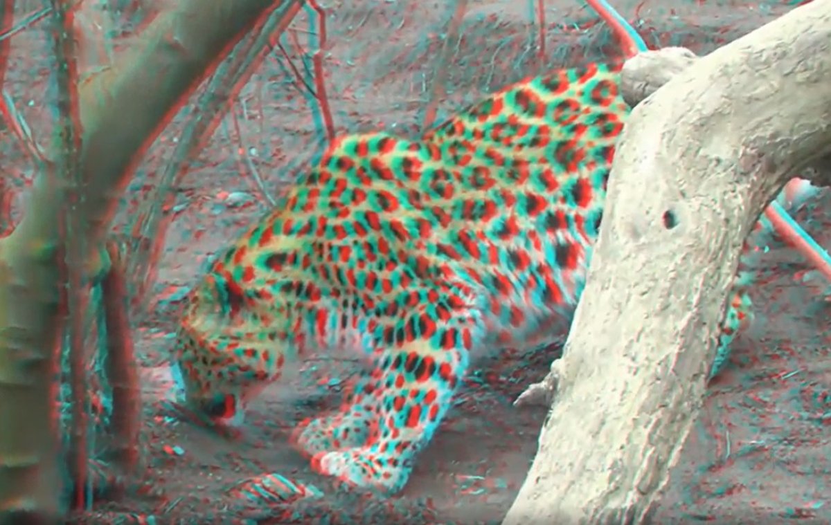 סרטונים ב-3D - נמרים ואריות בתלת מימד