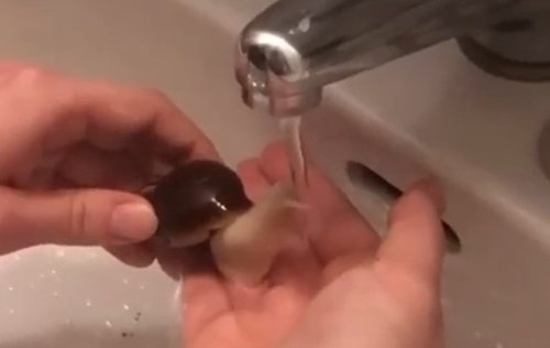 הדבר הכי מתוק שתראו היום: החילזון הזה ממש צמא