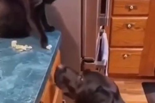 משעשע: מי אמר שחתול וכלב לא יכולים להיות חברים הכי טובים?