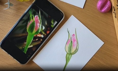 איך מציירים בעזרת צבעי מים ניצן עדין של ורד?