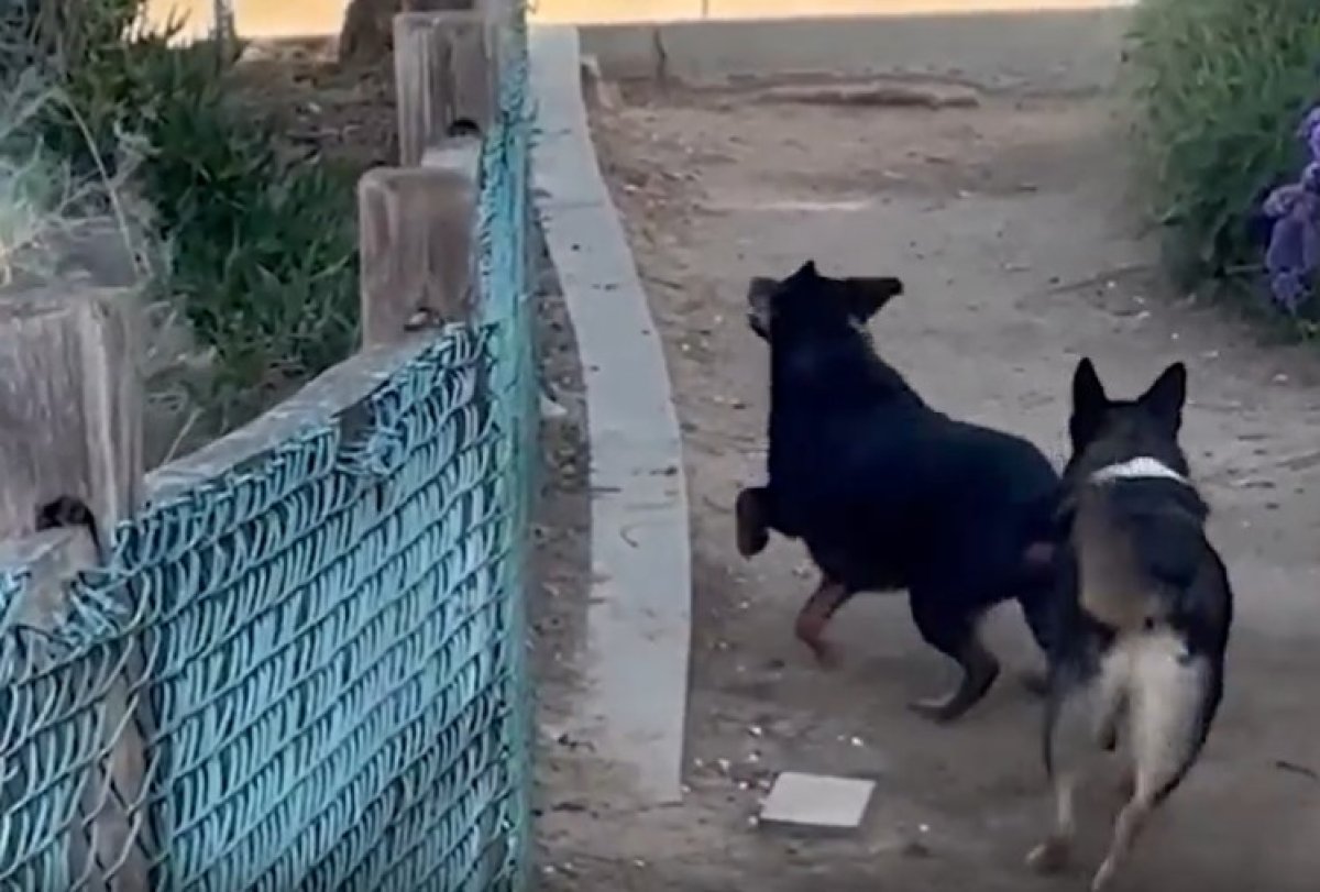 הסנאי הזה הצליח לשגע את הכלבים וזה פשוט מצחיק
