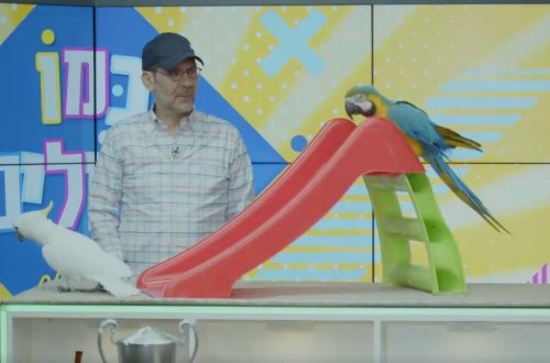 פרק 3 | רחמים מאלף התוכים במופע מרהיב