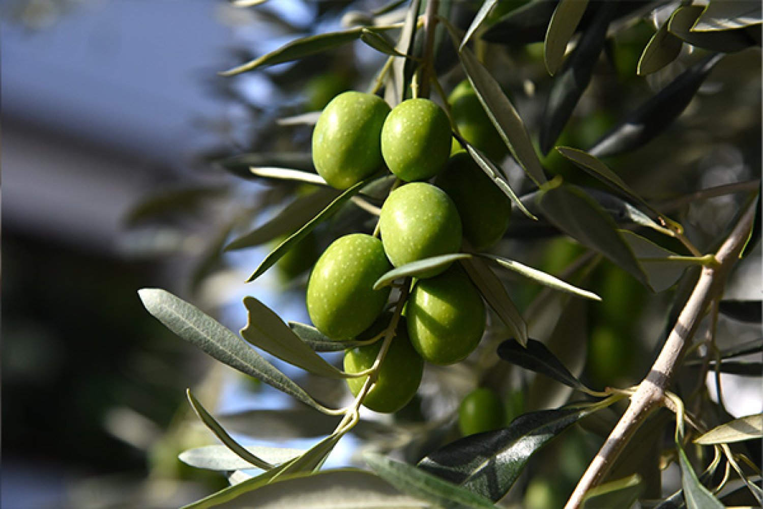 הידעתם איזה עץ יכול לחיות 2000 שנה?