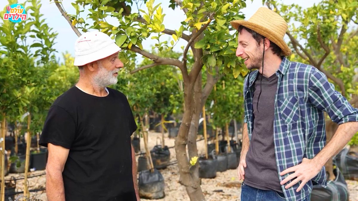 מצוות התלויות בארץ | איך נדע בן כמה העץ?
