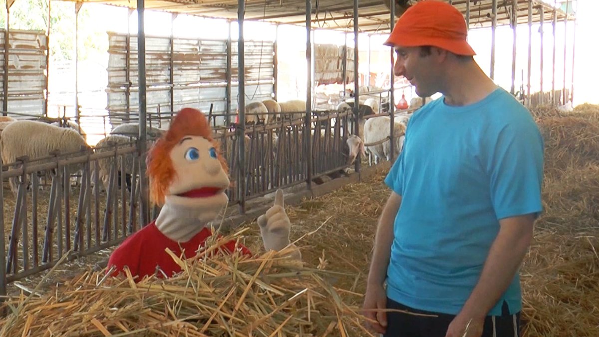 בארצנו הקדושה | מצוות בכור בהמה וראשית הגז