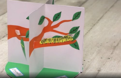 יצירה לימודית ומעניינת: מהו מחזור החיים של הפרפר?