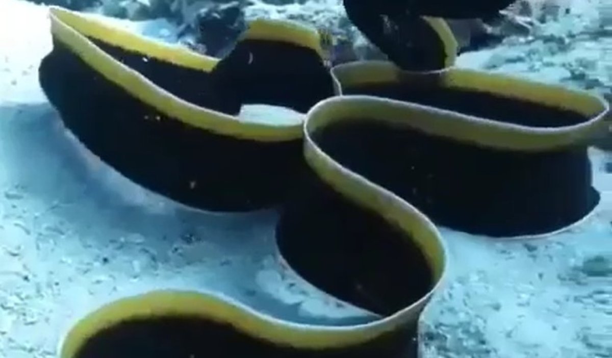 נפלאות הבריאה | הדג שנראה כמו נחש