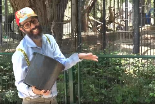 חלומות שמריהו | שמריהו פוגש קופים בספארי