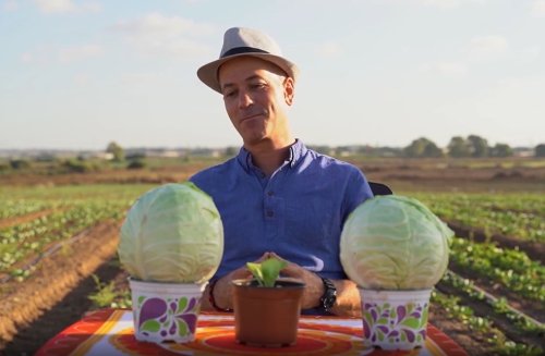עציצים בשמיטה