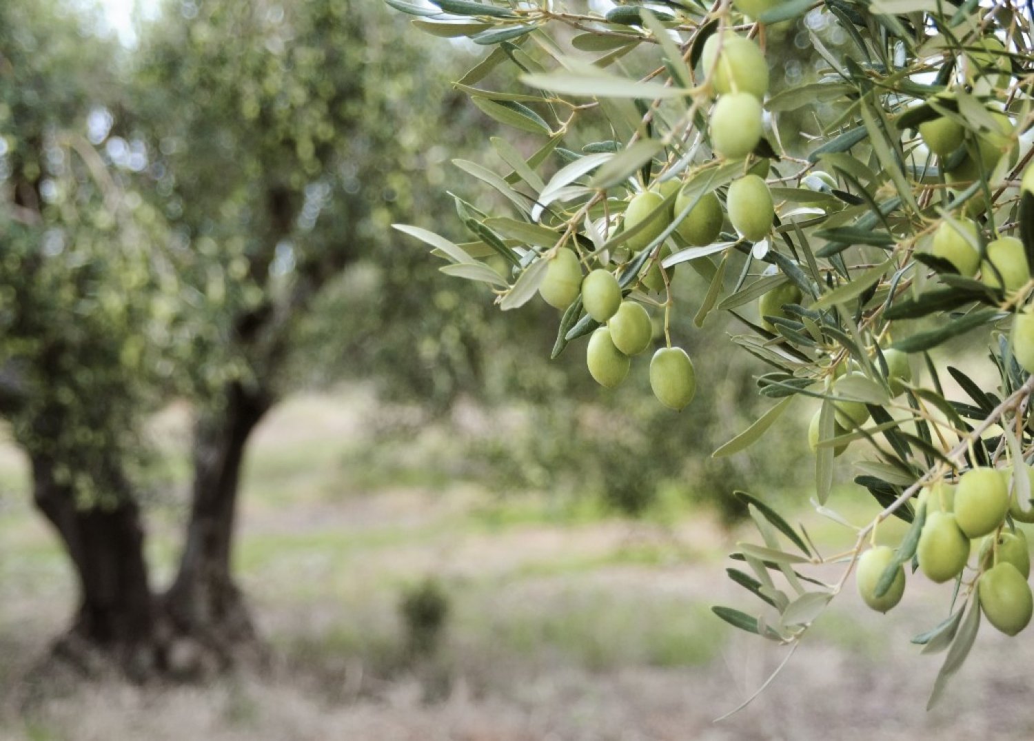 הידעתם שזיתים שחורים וירוקים גדלים על אותו העץ?