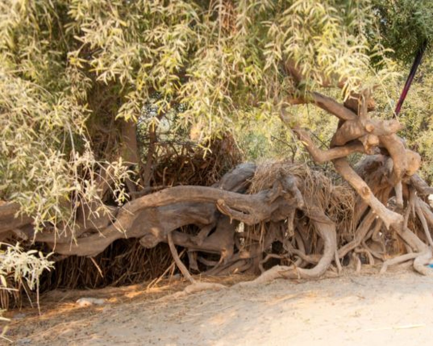 הידעתם איזה צמח מסייע לצחצוח השיניים?
