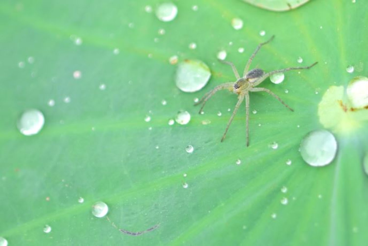 הידעתם איזה עכביש בונה קן בתוך המים?